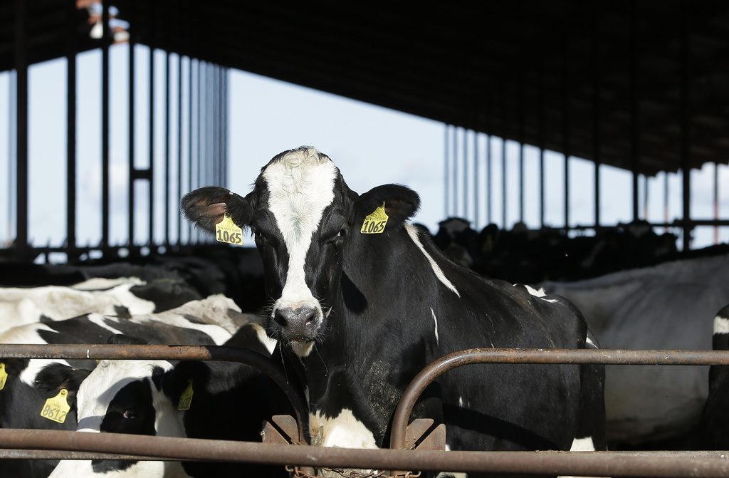 NextImg:USDA bird flu research in China sparks congressional concern - Washington Examiner