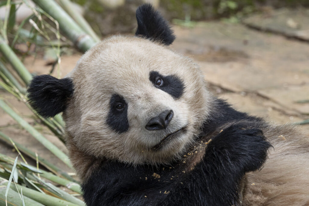 Panda diplomacy revived as duo heads to San Diego Zoo
