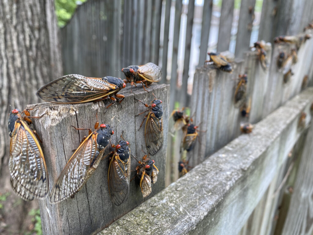South Carolina Locals Report Annoying Cicadas to Sheriff