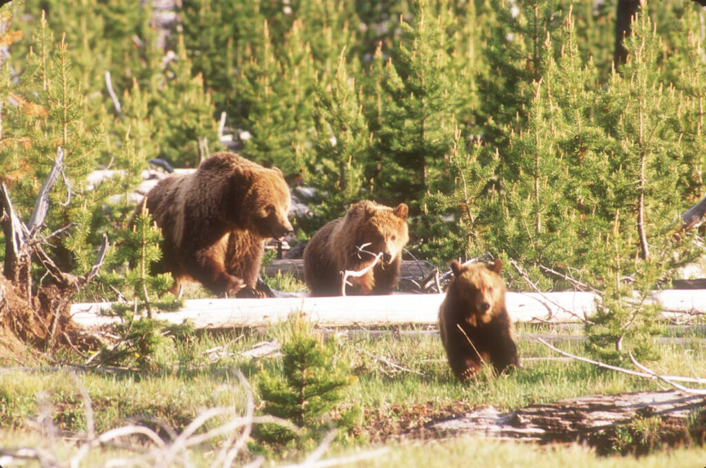 Interior Department refuses to acknowledge success in saving grizzly bear