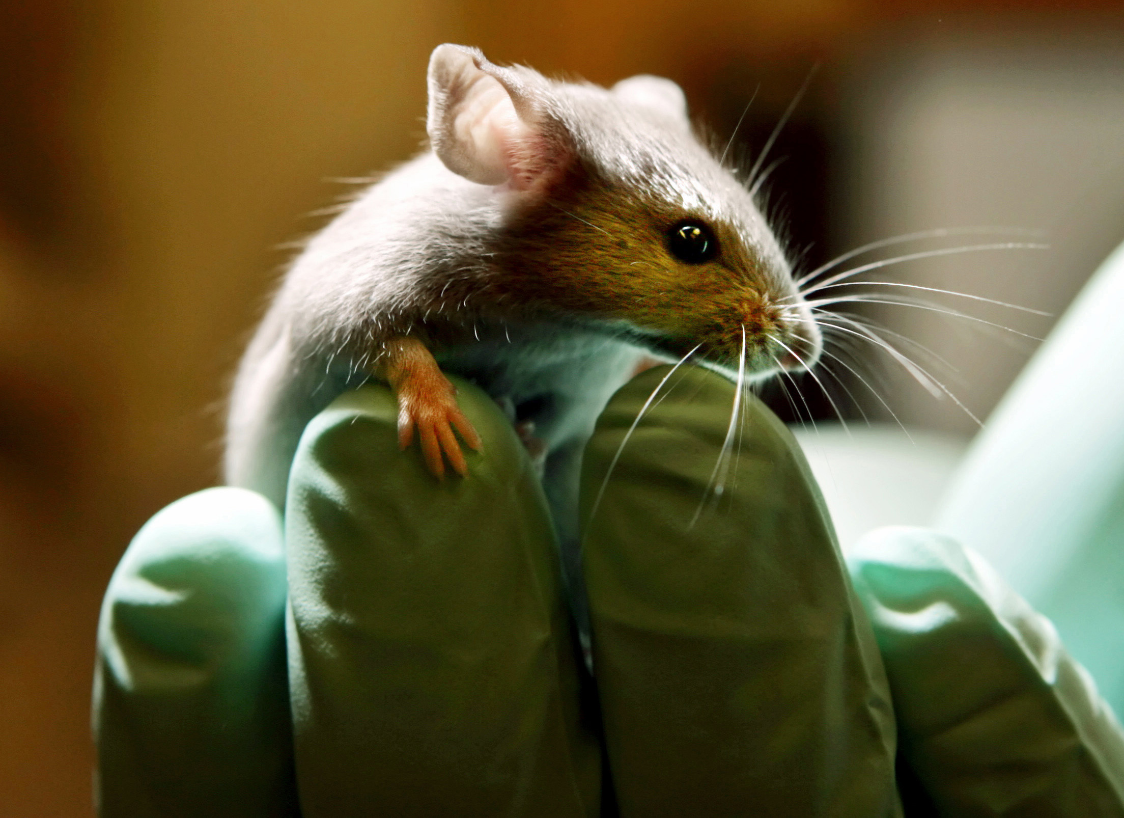 NextImg:EPA brings back animal torture for environmental justice - Washington Examiner